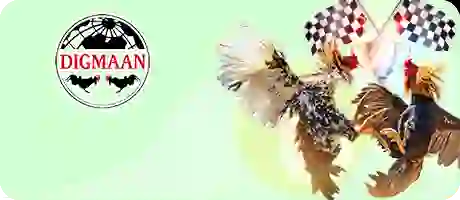 Sảnh đá gà trực tiếp kịch tính